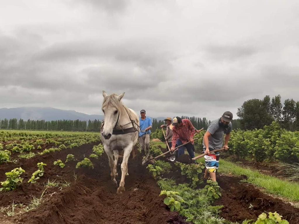 En Linares se incrementa el cultivo de avellanos por sus propiedades y demanda internacional..