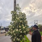 Columna de Opinión: La apuesta por el Canelo y la identidad verde en las calles de Linares